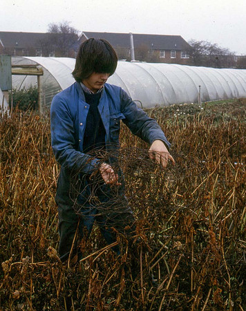 The  wire crop support netting being removed for winter  storage