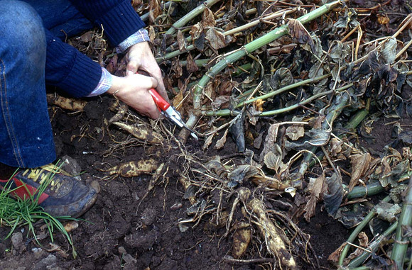 Dahlia stems being cut back to 2 to 3 inches