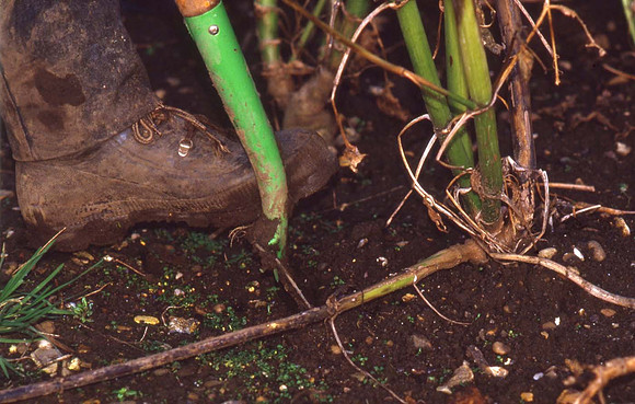 Lifting the dahlia tubers with a spade