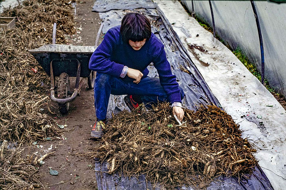 The dahlia tubers being  arranged upright in a frost free environment