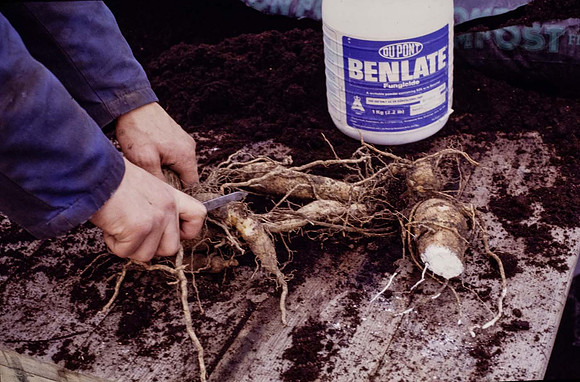 Damaged part of dahlia tuber being cut off prior to storage