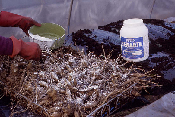 Fungicide being applied to the dahlia tubers for protection