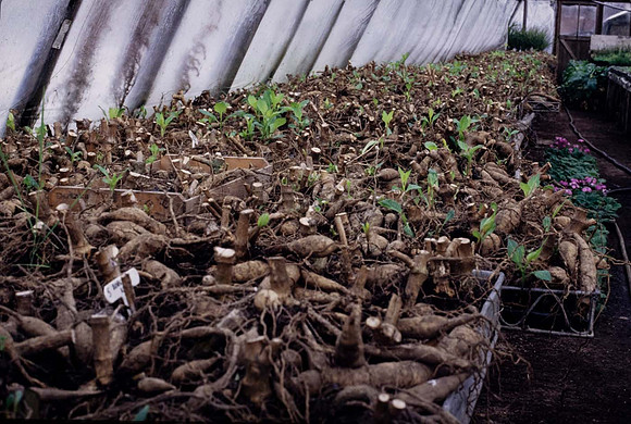 Dahlia tubers begin to grow on greenhouse staging