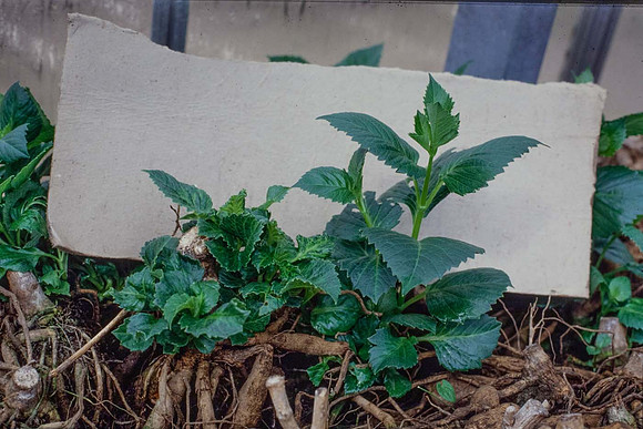 New shoots on dahlia tubers