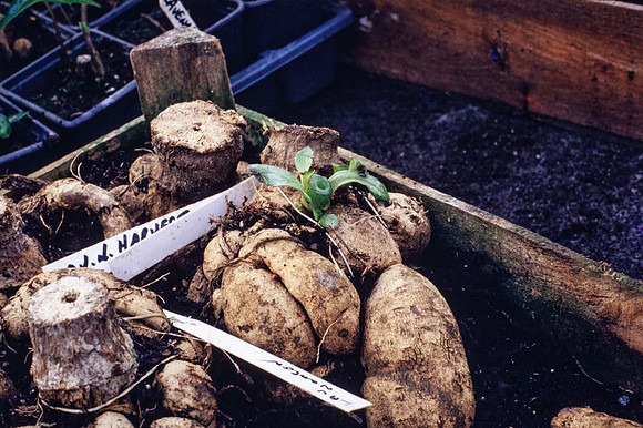 The dahlia tuber after cutting is removed