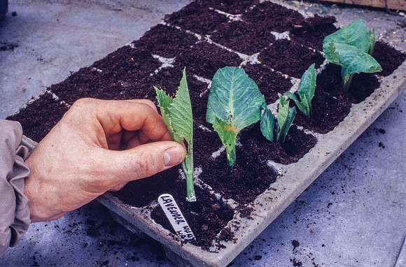 A dahlia cutting being inserted in a propogating tray