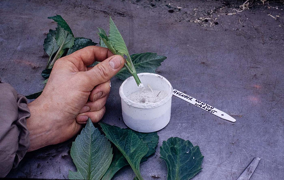 A dahlia cutting being treated with rooting hormone powder prior to inserting