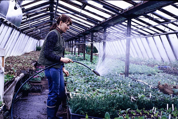 Dahlia cuttings being watered in on greenhouse bench
