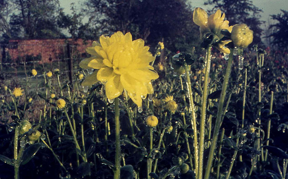 A dahlia flower which is covered in ice because of frost protection