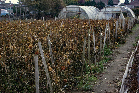 Dahlia plants  blackened by frost in autumn