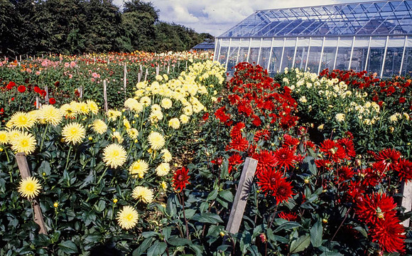 Dahlia beds