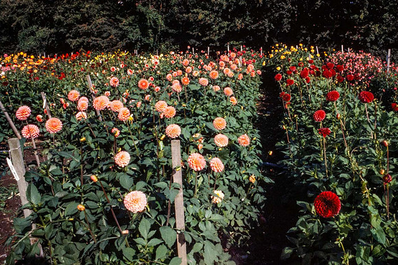 Commercial dahlia beds