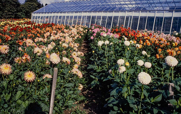 Dahlia flowers with aluminium glasshouse in the background