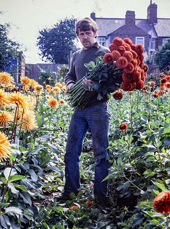 Chris cutting dahlia blooms for exhibition