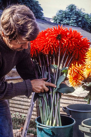 Placing flowers in water