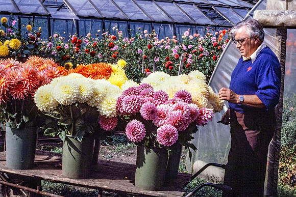 A wheelbarrow full of dahlia blooms