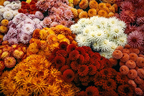 A mass of dahlia blooms
