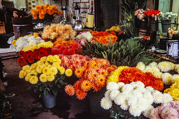 A mass of dahlia blooms