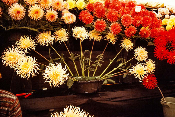How the flowers are arranged in the bowls