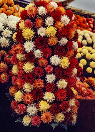 A collumn of dahlia blooms