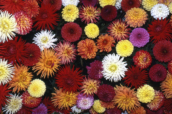 Mixed dahlia blooms