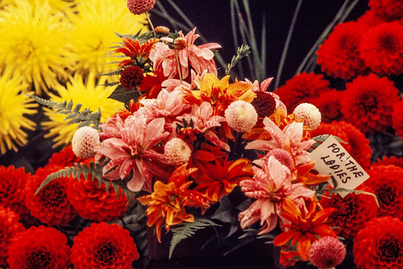Some different types of dahlia flowers
