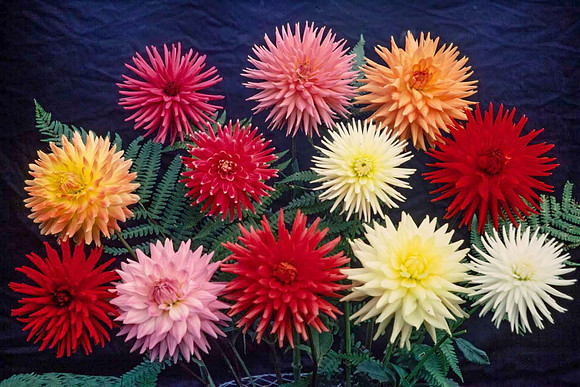 Collection of catus type dahlias