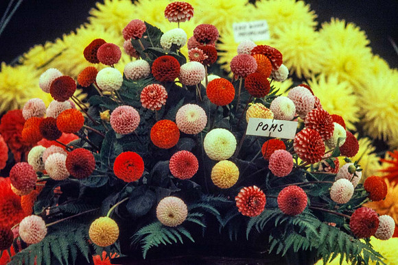A selection of pompon variety dahlias