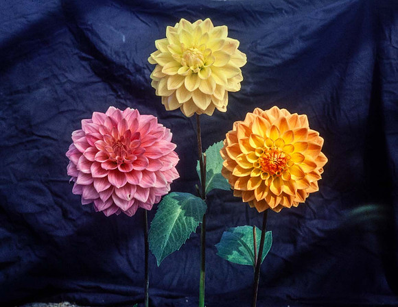 "Frank Hornsey", "Yellow Frank Hornsey" and "Pink Frank Hornsey"