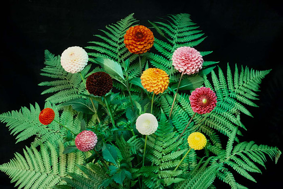 Some pompon varieties of dahlia