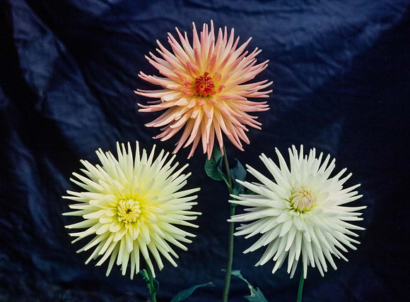 "Klankstad Kerkrade","Majestic Kerkrade" and "White Kerkrade" cactus type dahlias