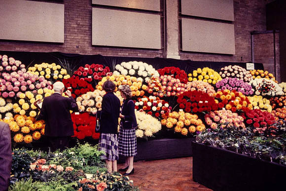 A gold medal Dahlia Exhibit in the R.H.S. old hall Vincent Square 1983