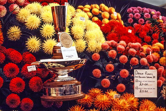 Best dahlia and best overall exhibit at Leicester Abbey Park show 1985