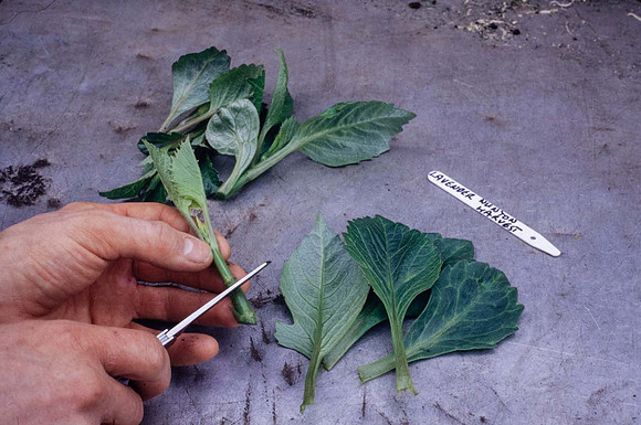 Trimming a dahlia cutting prior to inserting