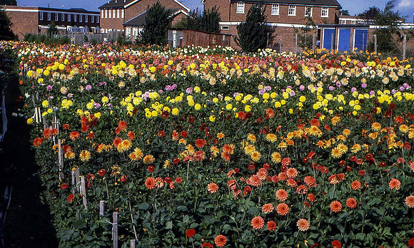 Dahlia flower beds in full bloom