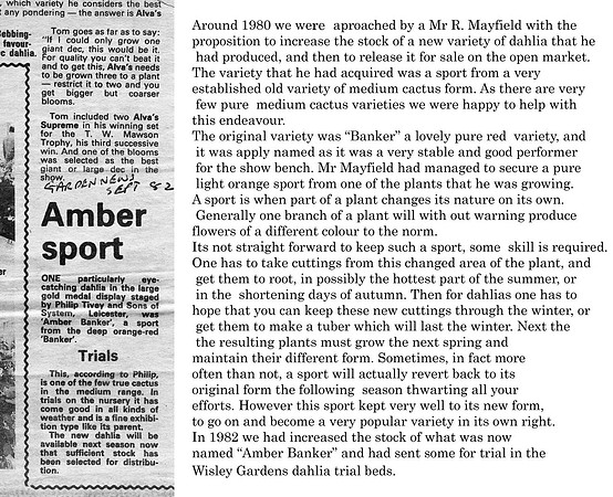 25_Garden News 1982 Amber Banker with text.jpg