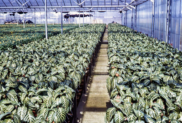 Rochfords House Plants 14