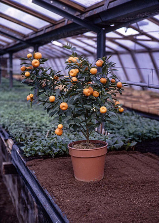 Rochfords House Plants 19