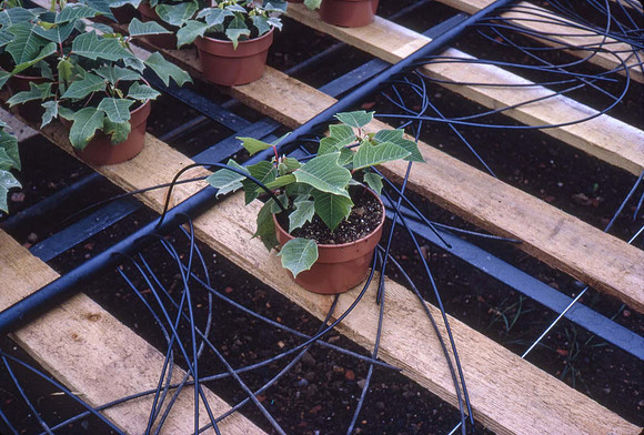 Rochfords House Plants 4