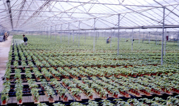 Rochfords House Plants 5