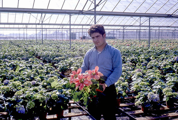 Rochfords House Plants 9