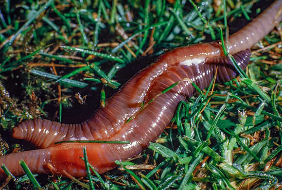 Earthworms (Lumbricus terrestris)_mating