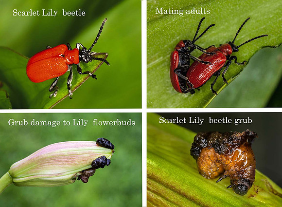 Scarley Lilly beetle (Lilioceris lilii)