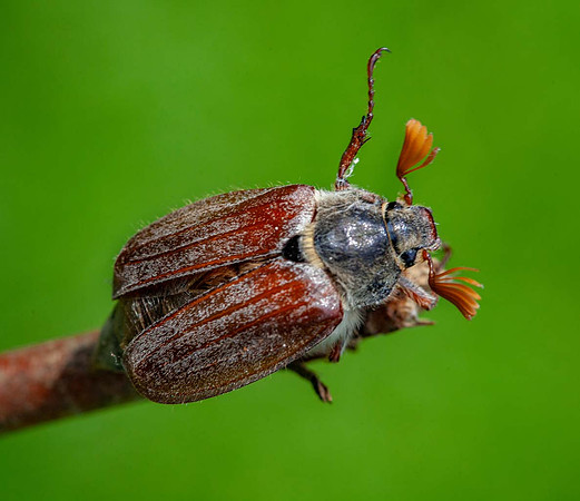 Cock shaffer (Melolontha melolontha)