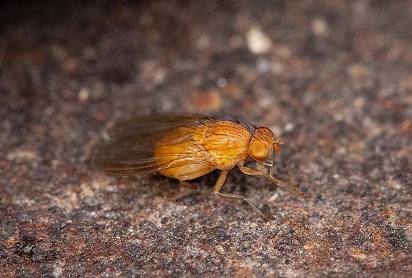 Yellow Fly (Sapromyza quadricincta)