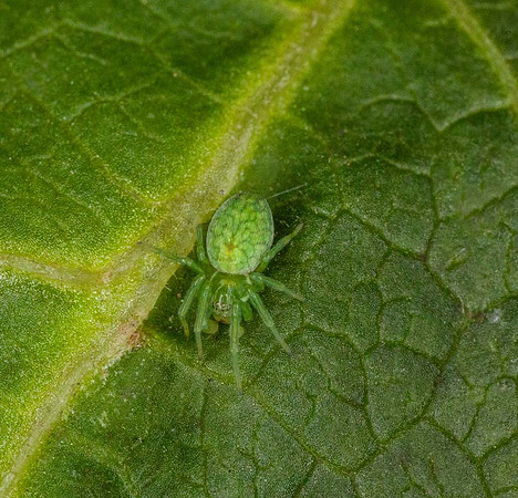Green spider (Nigma walckenaeri)