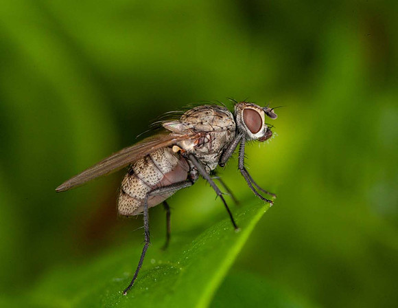 Diptera species