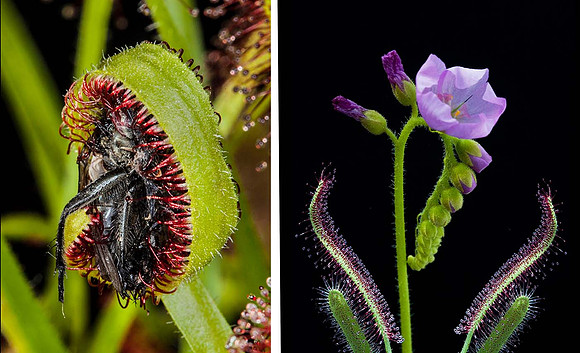Drosera Capensis Insectiverous plant