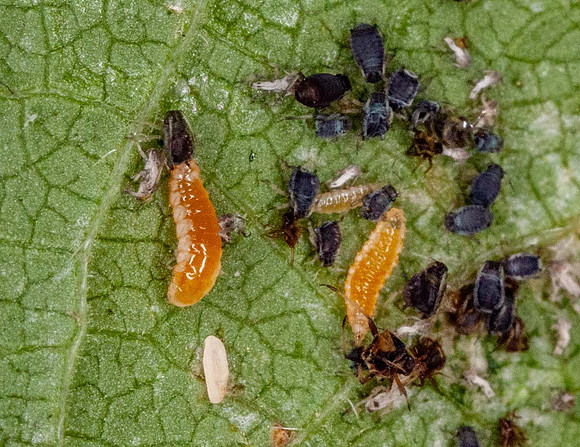 Hoverfly larvae (Episyrphus balteaus)_feeding on aphids