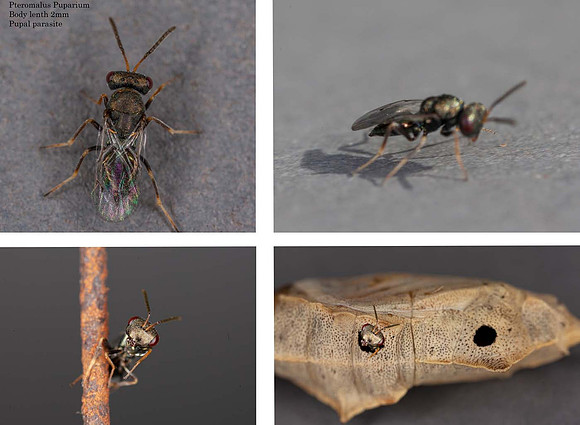 Pupal parasitic wasp (Pteromalus Puparium) emerges from white butterfly pupae